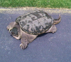 0806001203_0001.jpg